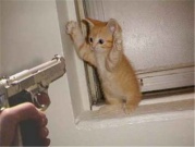 Kitty with a gun